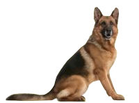 German shepherd dog.